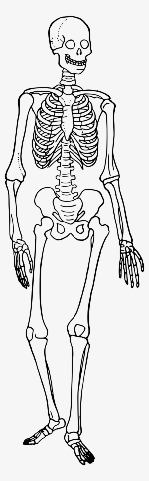 Clipart Black And White Stock Bones Vector Human Bone - Skeletal System Cartoon Skeleton