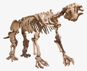 Visit - Animal Skeleton Png