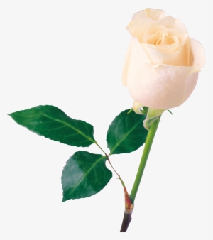 Png Image Information