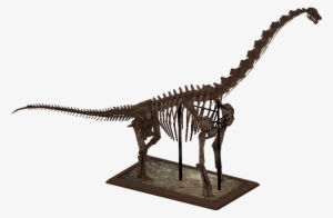 Brachiosaurus Skeleton - Zt2 Dinosaur Skeletons