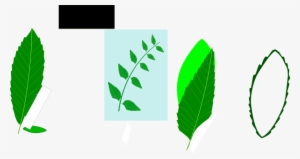 Medicinal Leaves Clip Art At Clker Com - Neem Leaves Clipart Png