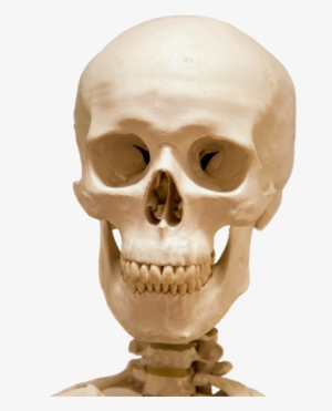 Head Skull And Part Skeleton - Human Skulls Png