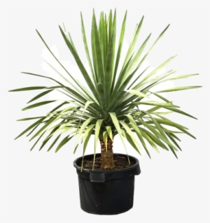 This Exotic Plant Can Surely Make A Bold Statement - Dragon Tree