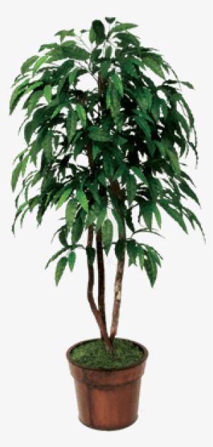 Silk Mango Tree - Mango Tree Plant Png