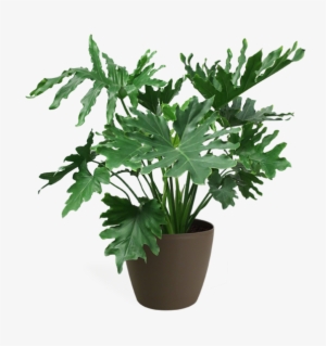 Philodendron Selloum Medium - Philodendron Png