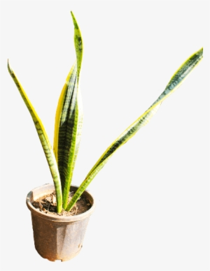 If You Like This Template And Want To Use Them, Please - Houseplant