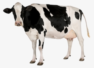 Cow Png Image - Cow With White Background