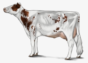 Holstein - Cattle