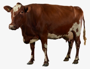 Dairy Cow Png High-quality Image - Portable Network Graphics