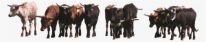 A Herd Of Cattle - Herd Of Cattle Png