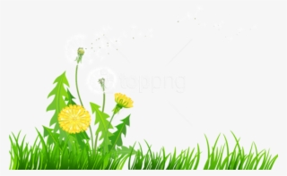 Download Grass With Dandelions Png Images Background - Dandelions Clip Art
