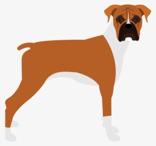 Boxer