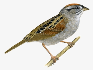 Beautiful Sparrow - Sparrow Png