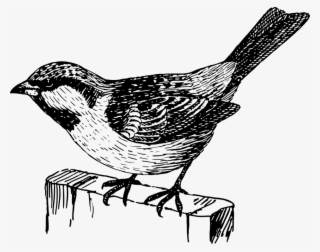 House Sparrow Bird Italian Sparrow Kilobyte - Black And White Sparrow Clipart Png