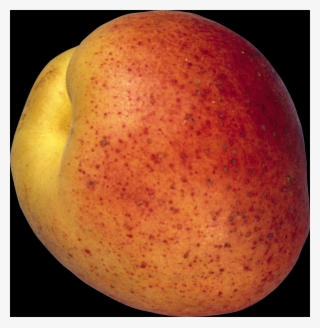 The Peach Is A Deciduous Tree - Fruit
