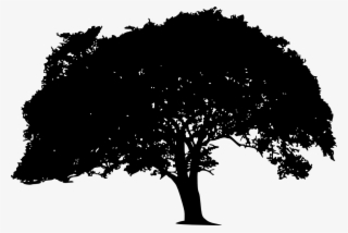 Transparent Background Tree Silhouette