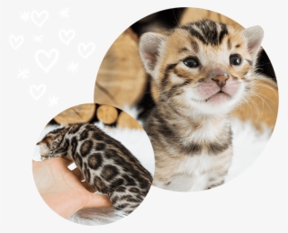 Brown Cats For Sale Wild Sweet Bengals - Kitten