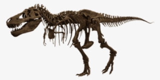 Sleleton Clipart T Rex Bone - American Museum Of Natural History