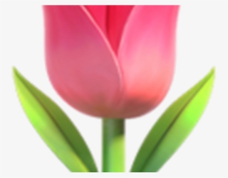 Transpa Flower Emoji Hot Trending Now - 🌷 Emoji