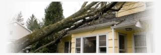 Salt Lake City, Utah Wind Damage Cleanup - Happens When A Tree Falls