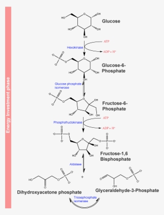 Hexokinase Catalyzes The Phosphorylation Of Glucose, - Glycolysis Reaction