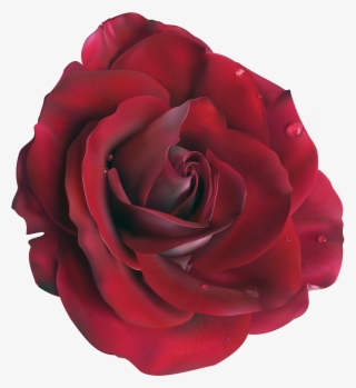 Red Large Rose Clipart Picture M=1374271200 - Rose Vector