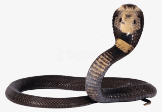 Free Png Download Snake Png Images Background Png Images - Shiva Snake Png