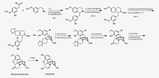 Rice Morphine Synthesis - Biosynthesis Of Morphine Alkaloids