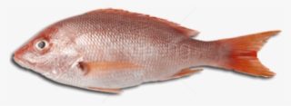 Free Png Download Fish Meat Png Images Background Png - Fish Meat