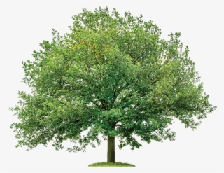 Royal Oak Model Royal Oak Realty - Oak Meaning In Hindi