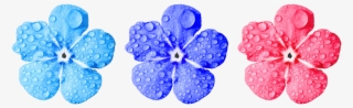 Flower,forget Me Not,close,leaves,drop Of Water,small - No Copyright Flower Png