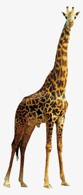 Free Png Download Giraffe High Quality Png Png Images - Giraffe Png