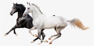 I Never Dream Of Horses - Horse Icon Png Transparent