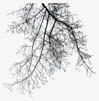 Free Png Branch Png Images Transparent - Winter Tree Branch Png