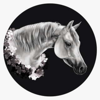 Stallion