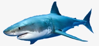 Great White Shark