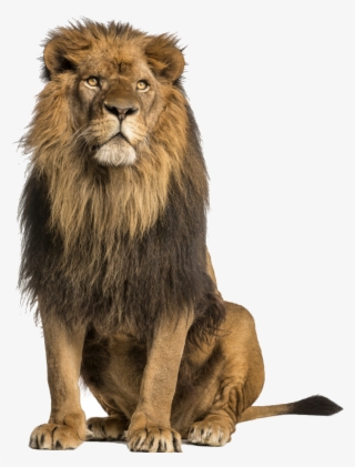 Save Animals Oregon On Twitter - Sitting Lions