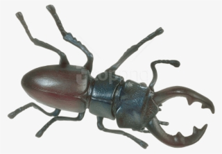 Free Png Insect Png Images Transparent - Insect Png