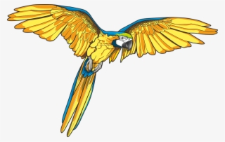 Art Id - - Blue And Yellow Macaw Art