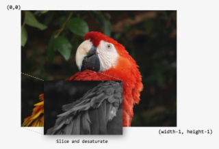Images/macaw-process - Scarlet Macaw