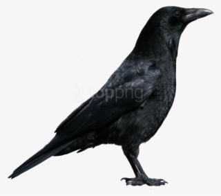 Free Png Download Crow Png Images Background Png Images - Crow Png