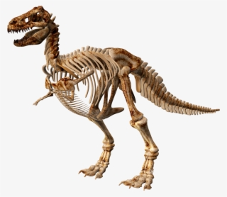 T Rex Dinosaur Skeleton - Dinosaur Skeleton Png