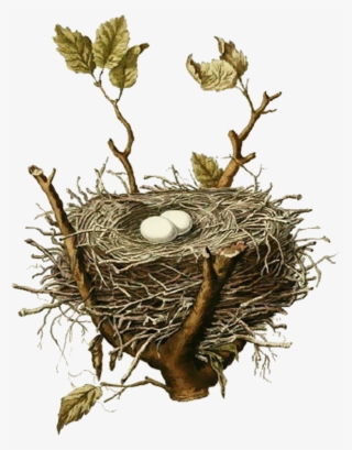 Easy Free Pictures Of Birds Nests Bird Nest House Sparrow - Birds Nest Png