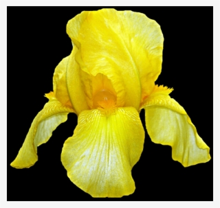 Free Iris Pngs - Yellow Iris