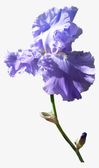 Iris Flower Dark Mauve - Iris Flower Transparent