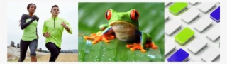 inspiration - red-eyed tree frog