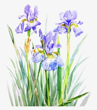 Fleurs, Éclat, Ornement, Flowers, Tubes, Bouquets, - Tubes Iris Png