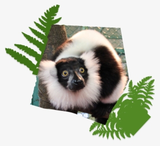 Cute Monkey Parakeet And Rabbit Marmots Include Bait - Sifaka