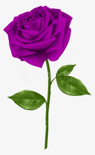 Free Png Download Purple Rose Png Images Background - Transparent Background Purple Rose Png