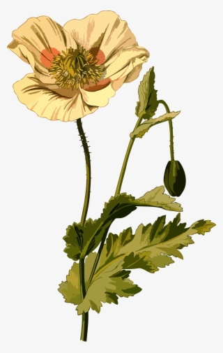 Collection Of Free Drawing Download On Ubisafe - Opium Poppy Png